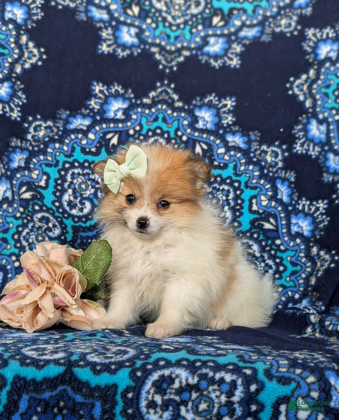 Pomeranian dogs for sale: Chesney - Ad 2