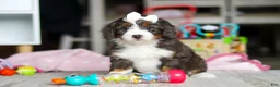Mini Bernedoodle dogs for sale: Cocoa - Ad 2