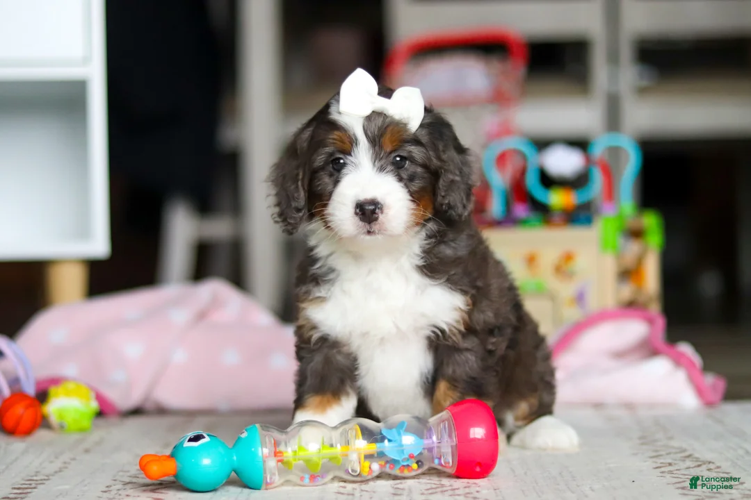 Mini Bernedoodle dogs for sale: Cocoa - Ad 2