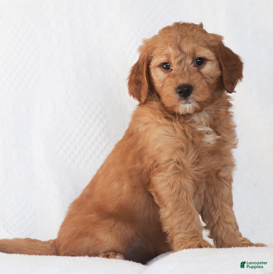 Mini Goldendoodle dogs for sale: Ruby - Ad 1