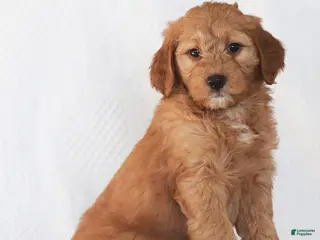 Mini Goldendoodle dogs Ruby - Ad 36