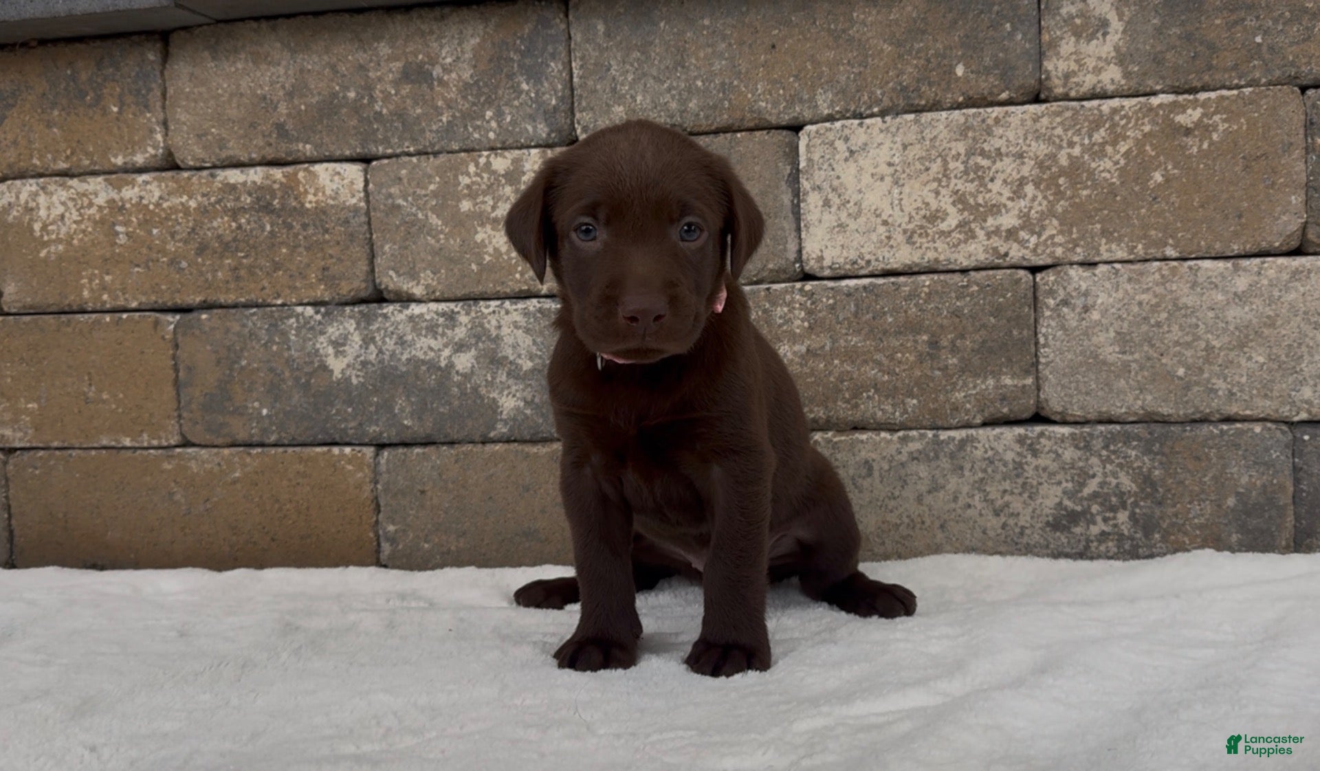 Labrador Retriever dogs Pine - Ad 2
