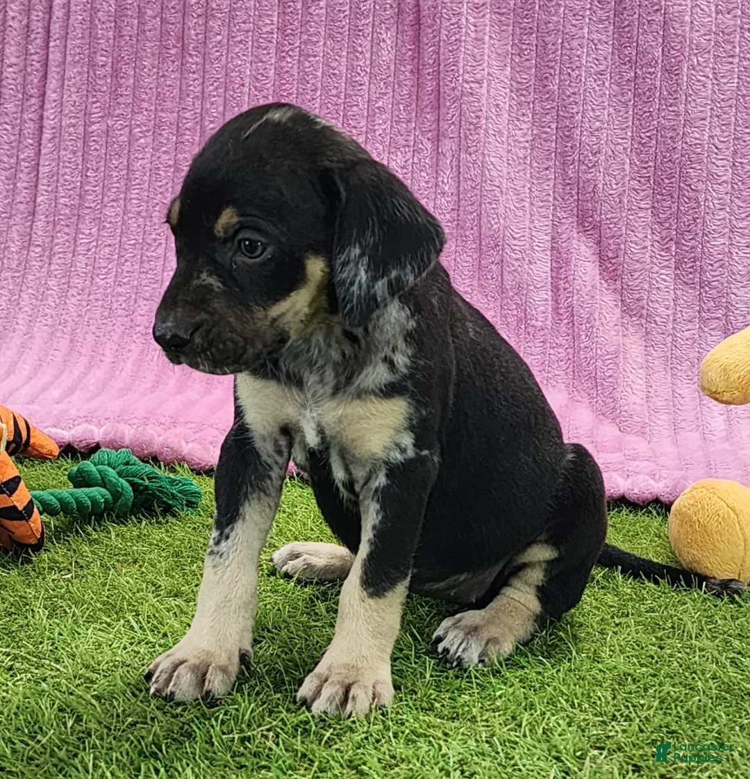 Catahoula Leopard Dog dogs for sale: Tess 2025 Female 4 - Ad 17