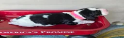 English Springer Spaniel dogs for sale: Skye - Ad 13
