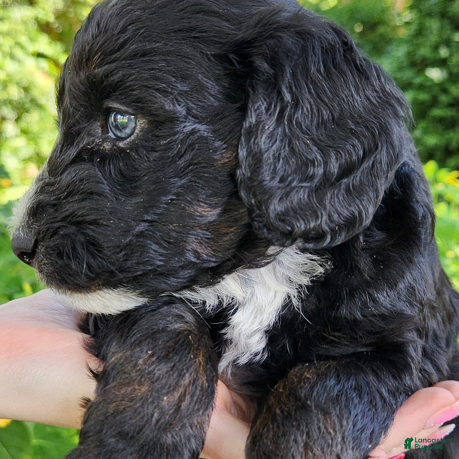 Mini Aussiedoodle dogs Trixie - Female - Phantom Tri-Color - Ad 2