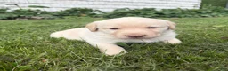Labrador Retriever dogs for sale: Sammy - Ad 9