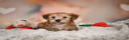 Morkie dogs for sale: Morkie 1Titus - Ad 9