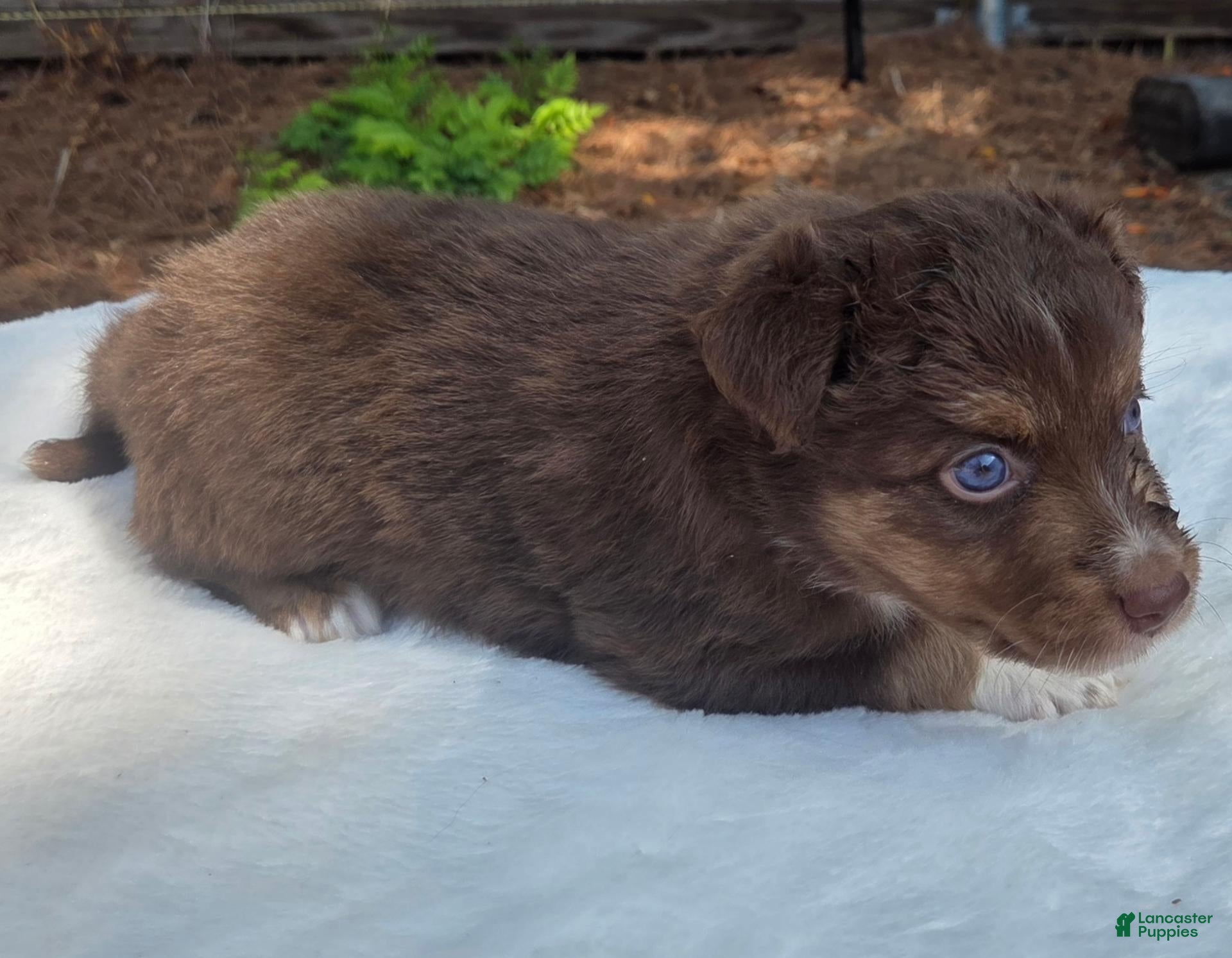 Australian Shepherd dogs Sebastian - Ad 2