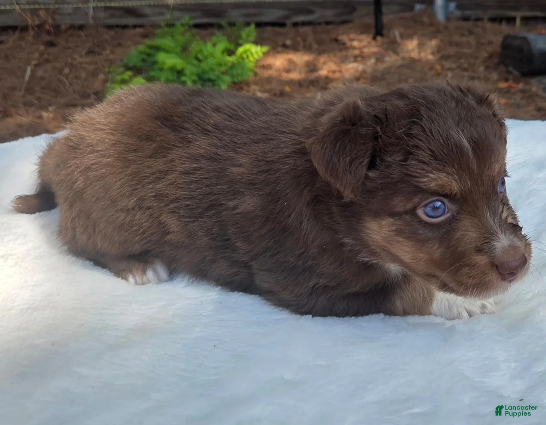 Australian Shepherd dogs for sale: Sebastian - Ad 2