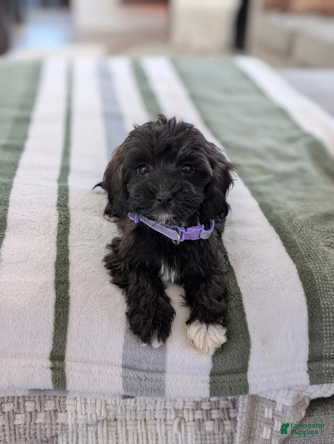 Havapoo dogs for sale: Candy  - Ad 5