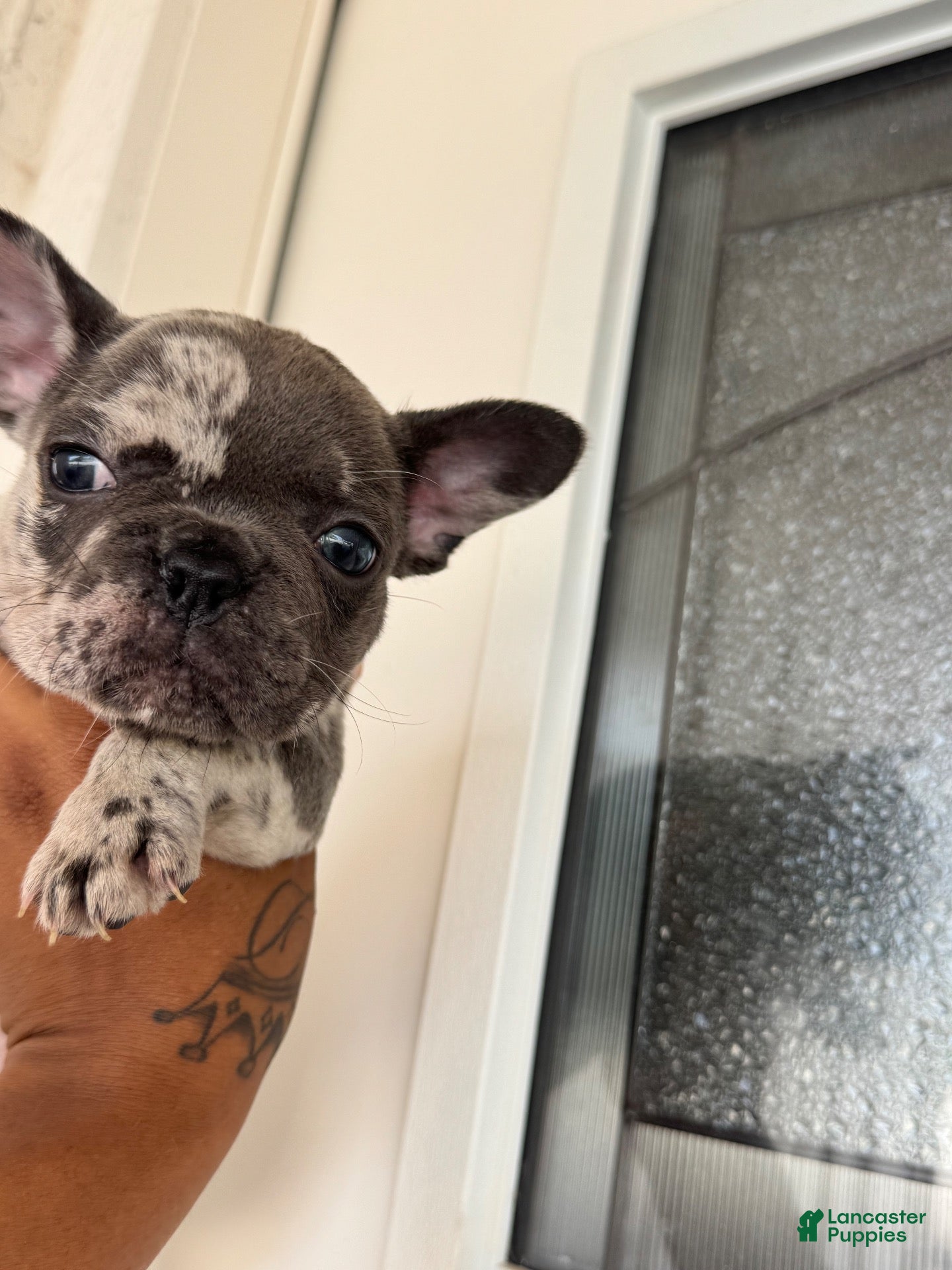 French Bulldog dogs French Bulldog 3 - Ad 42