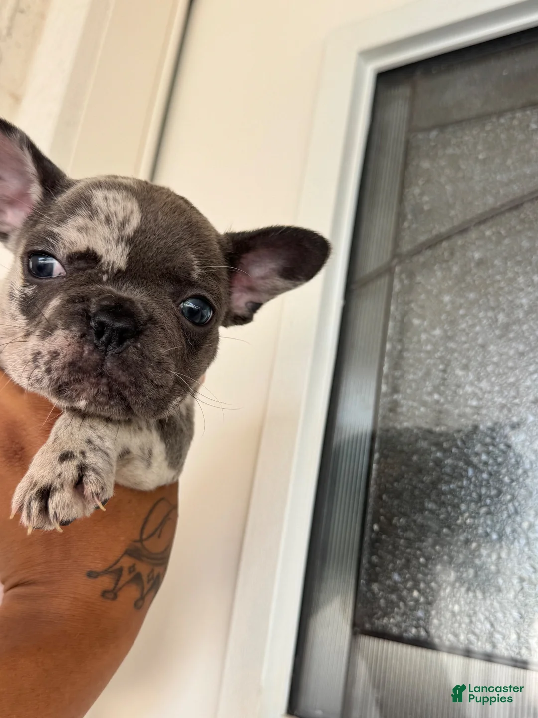 French Bulldog dogs for sale: French Bulldog 3 - Ad 1