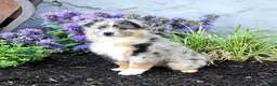 Australian Shepherd dogs for sale: Rhoda - Ad 4