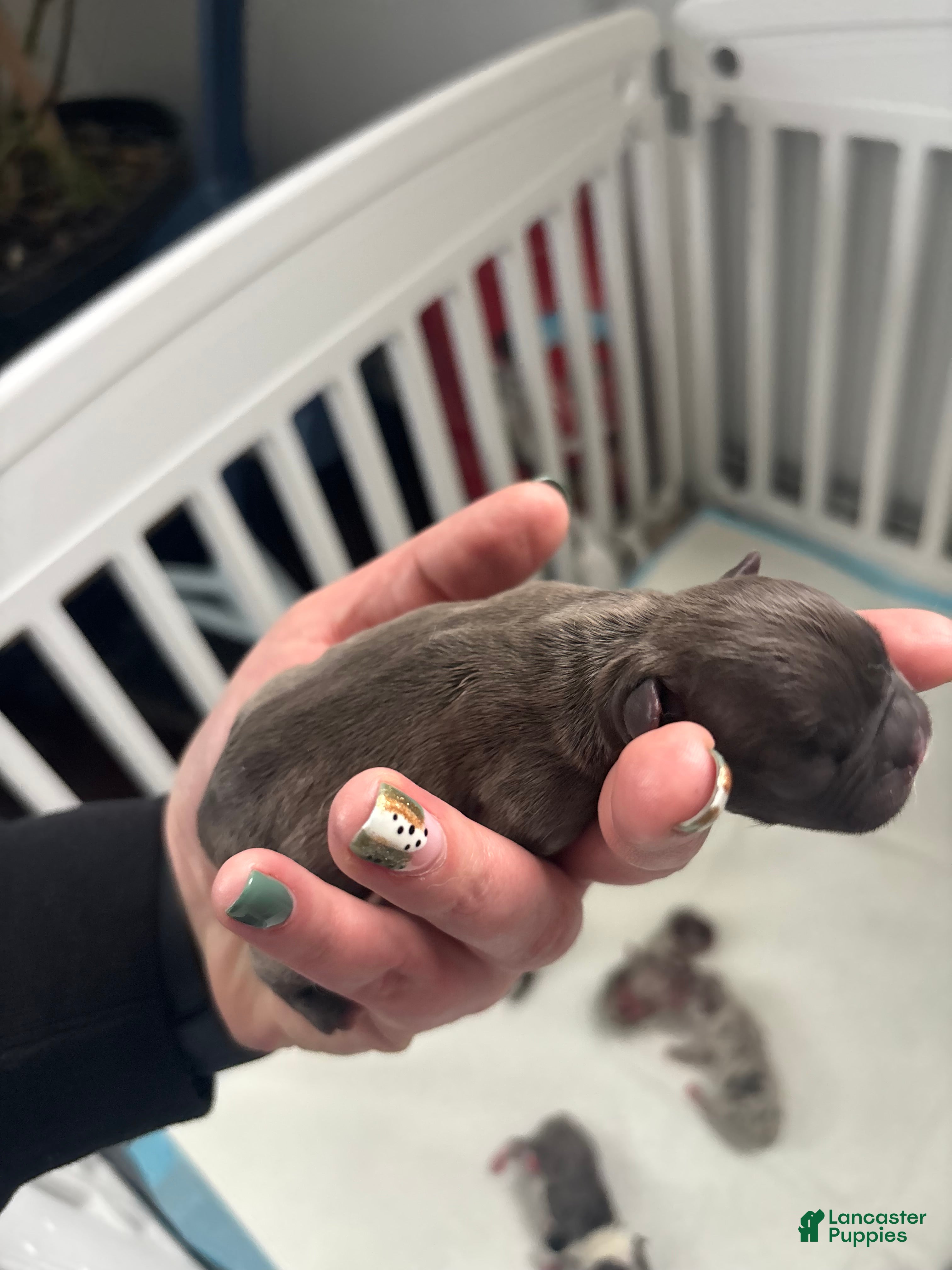 Mixed Breed dogs Mixed Breed Puppy 1 - Ad 32