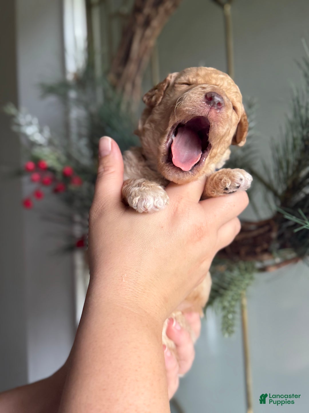 Standard Poodle dogs for sale: Standard Poodle Puppy 1 Richard  - Ad 5