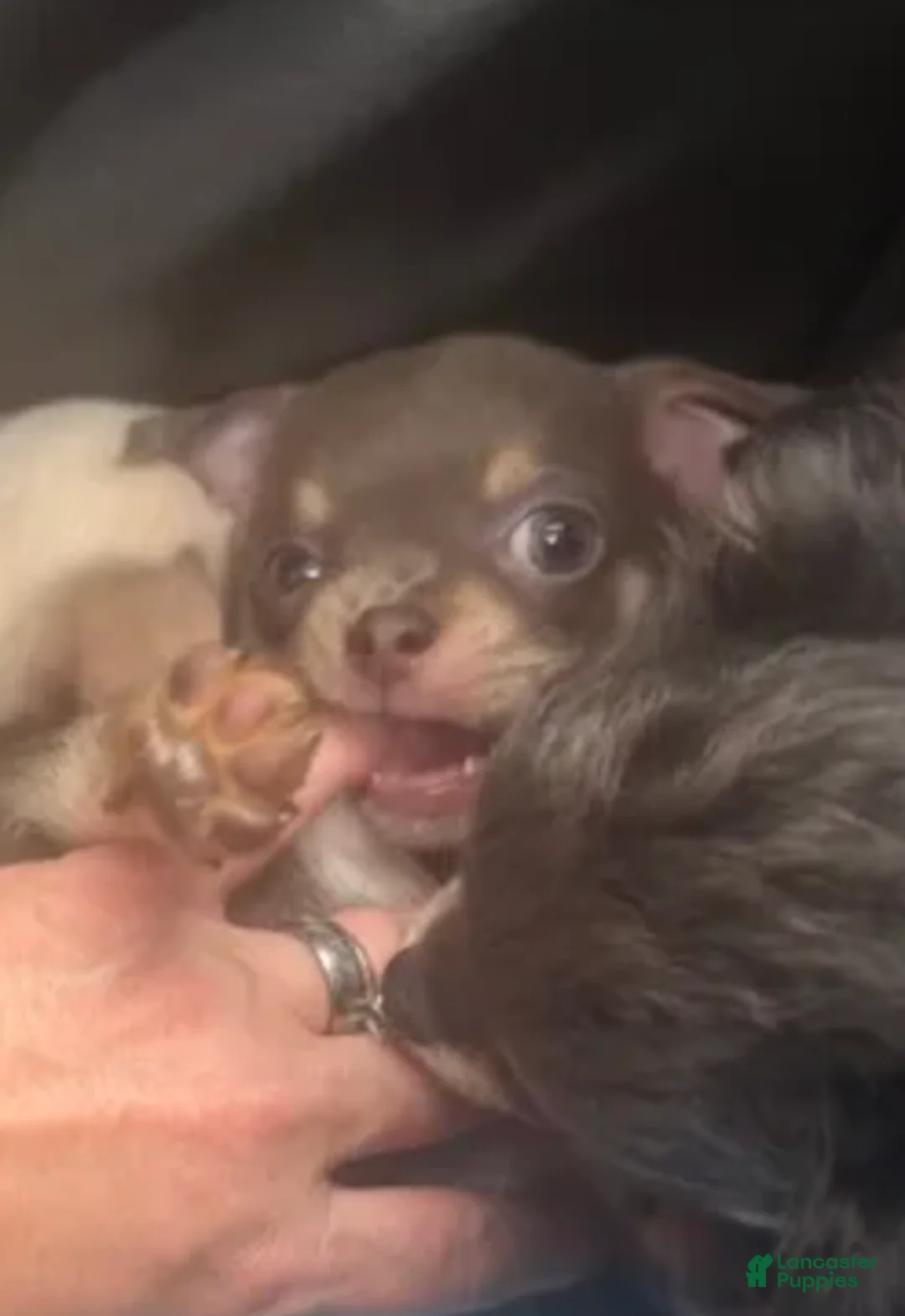 Chihuahua dogs for sale: Lav (Male) - Ad 1