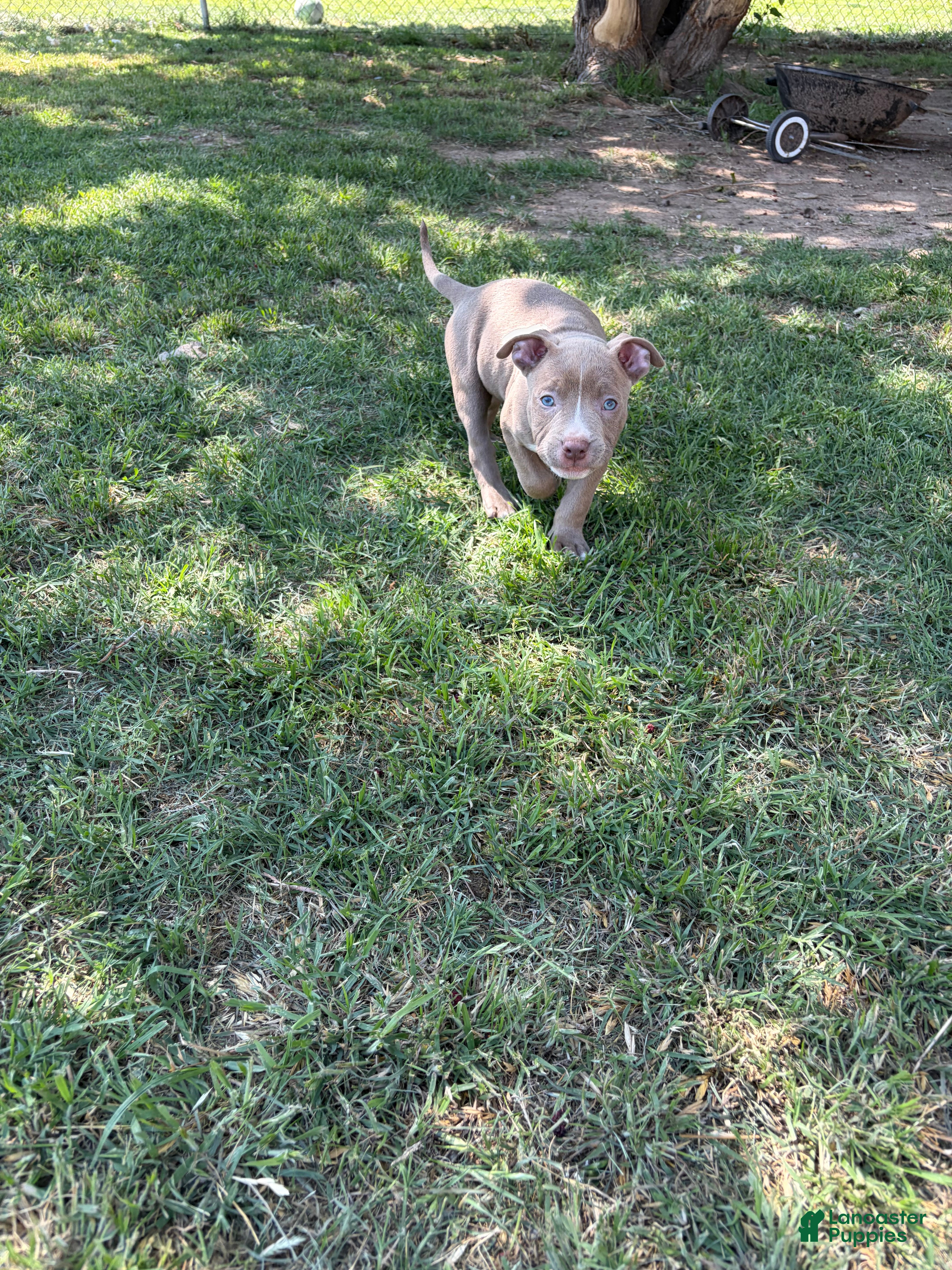 American Bully dogs American Bully Puppy 2 - Ad 2