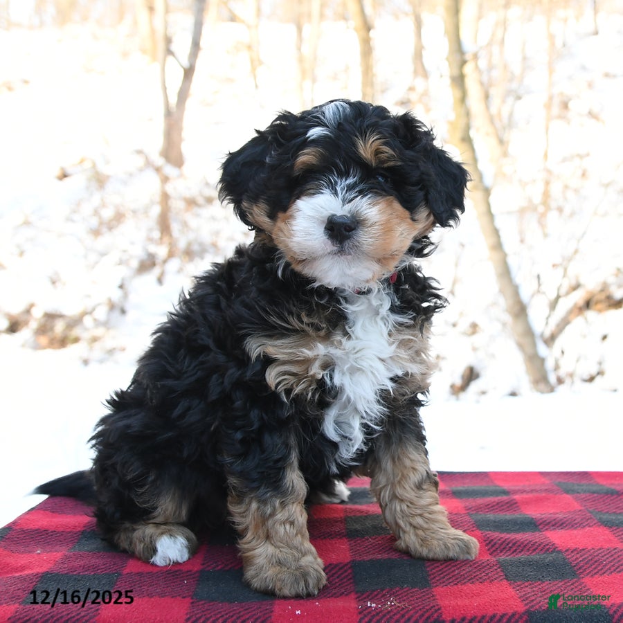 Mini Bernedoodle dogs Holly - Ad 36