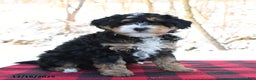 Mini Bernedoodle dogs for sale: Holly - Ad 1