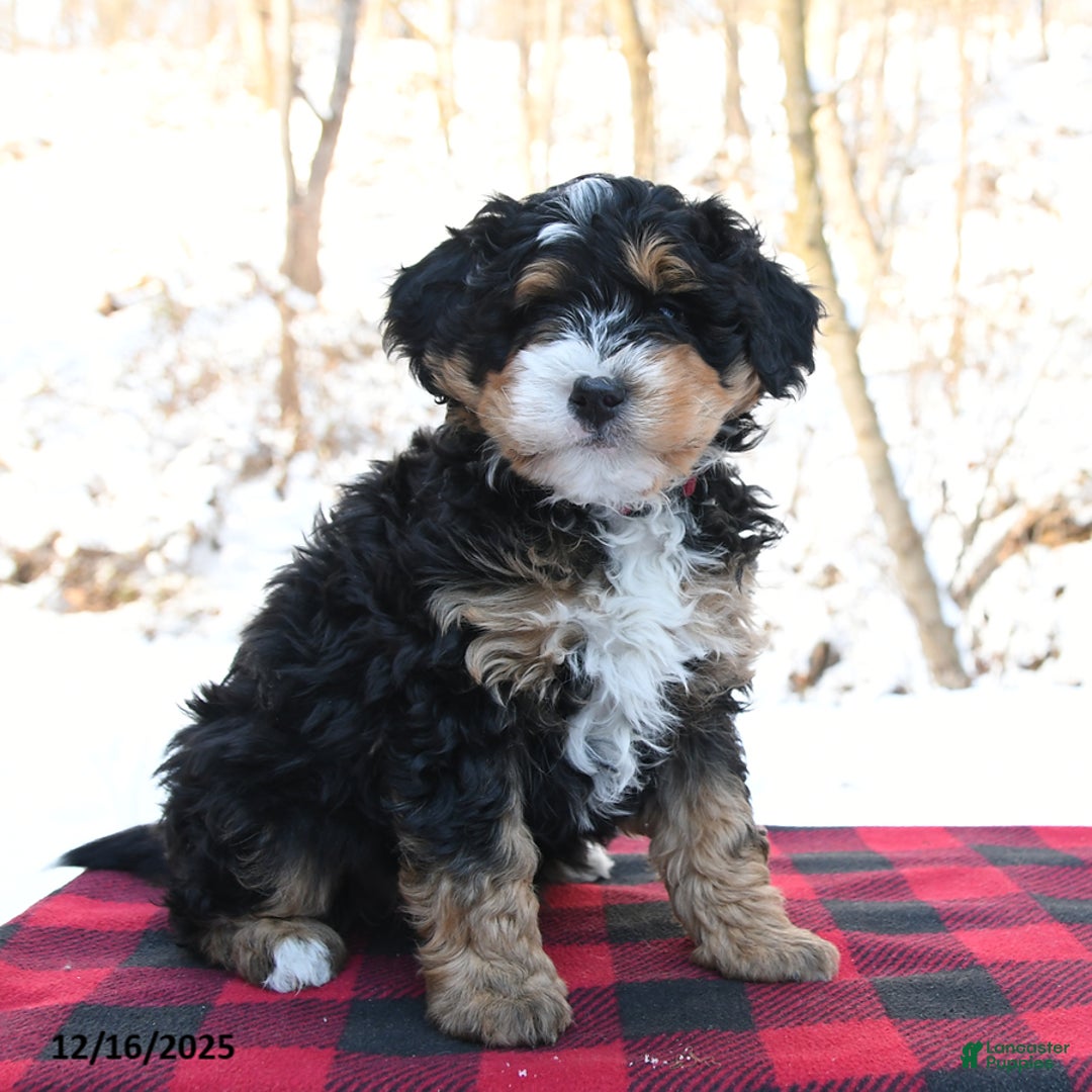 Mini Bernedoodle dogs for sale: Holly - Ad 1
