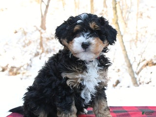 Mini Bernedoodle dogs Holly - Ad 14