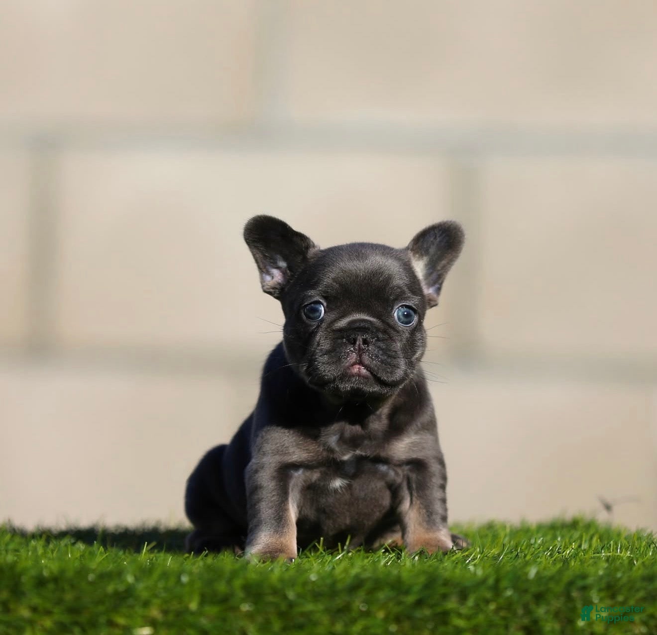 French Bulldog dogs for sale: French Bulldog 1 - Ad 34