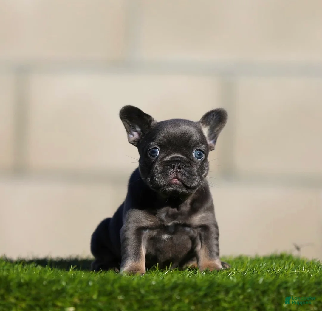 French Bulldog dogs for sale: French Bulldog 1 - Ad 1