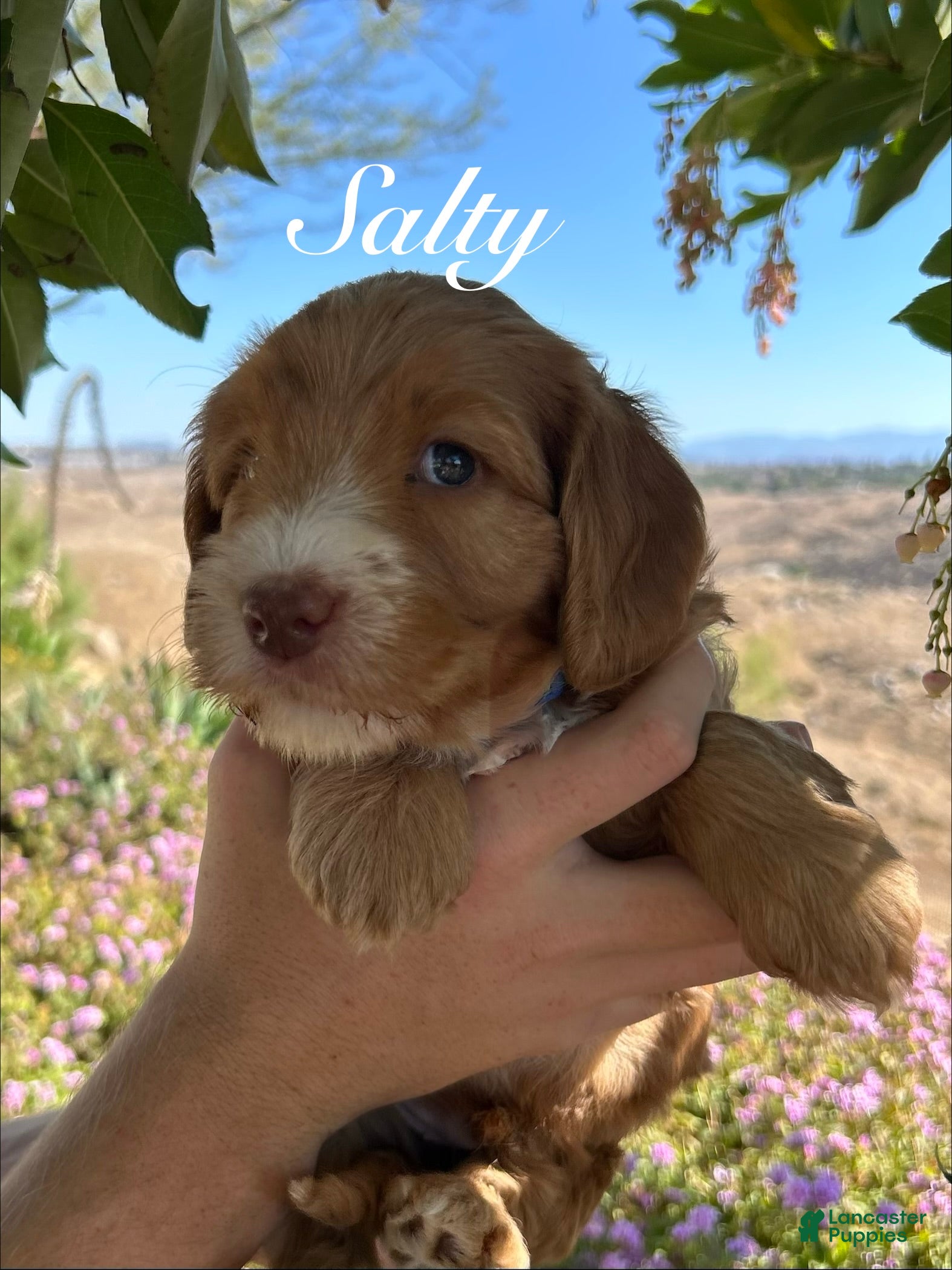 Australian Labradoodle dogs Salty - Ad 1