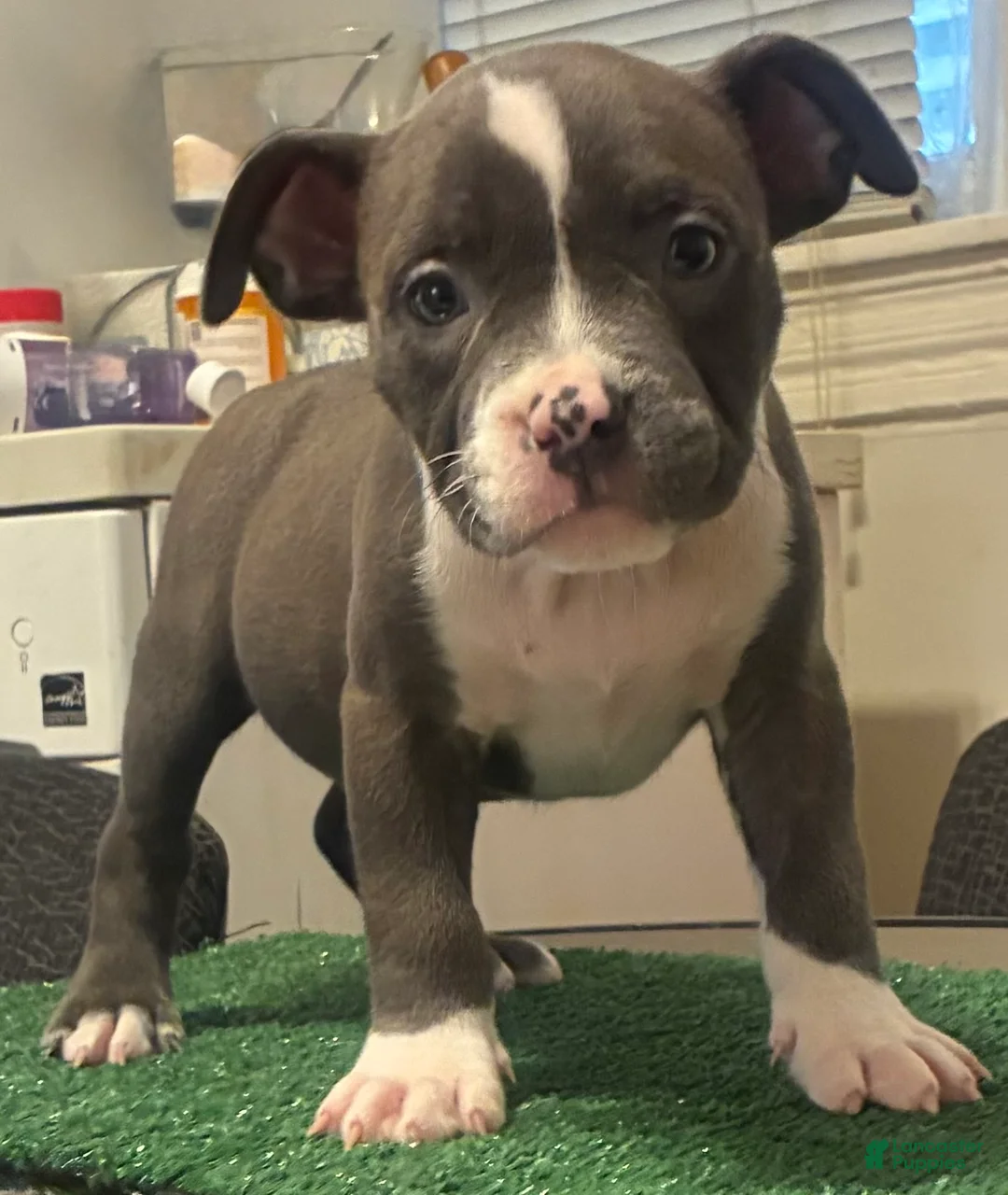 American Bully dogs for sale: American Bully 4 - Ad 2