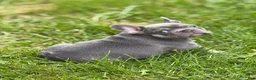 French Bulldog dogs for sale: Kevin Hart - Ad 5