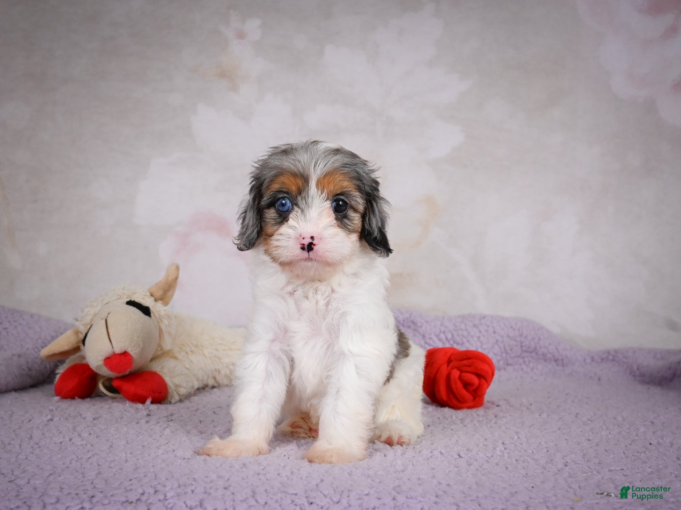 Cavapoo dogs Coco - Ad 2