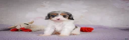 Cavapoo dogs for sale: Coco - Ad 2