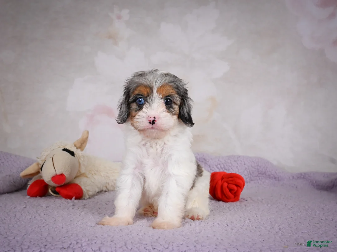 Cavapoo dogs for sale: Coco - Ad 2