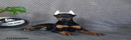 Doberman Pinscher dogs for sale: Zues - Ad 4
