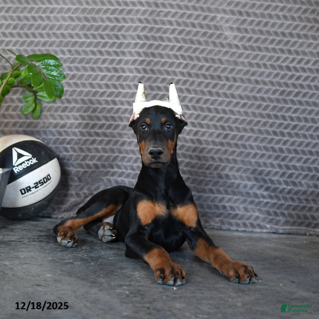 Doberman Pinscher dogs for sale: Zues - Ad 4