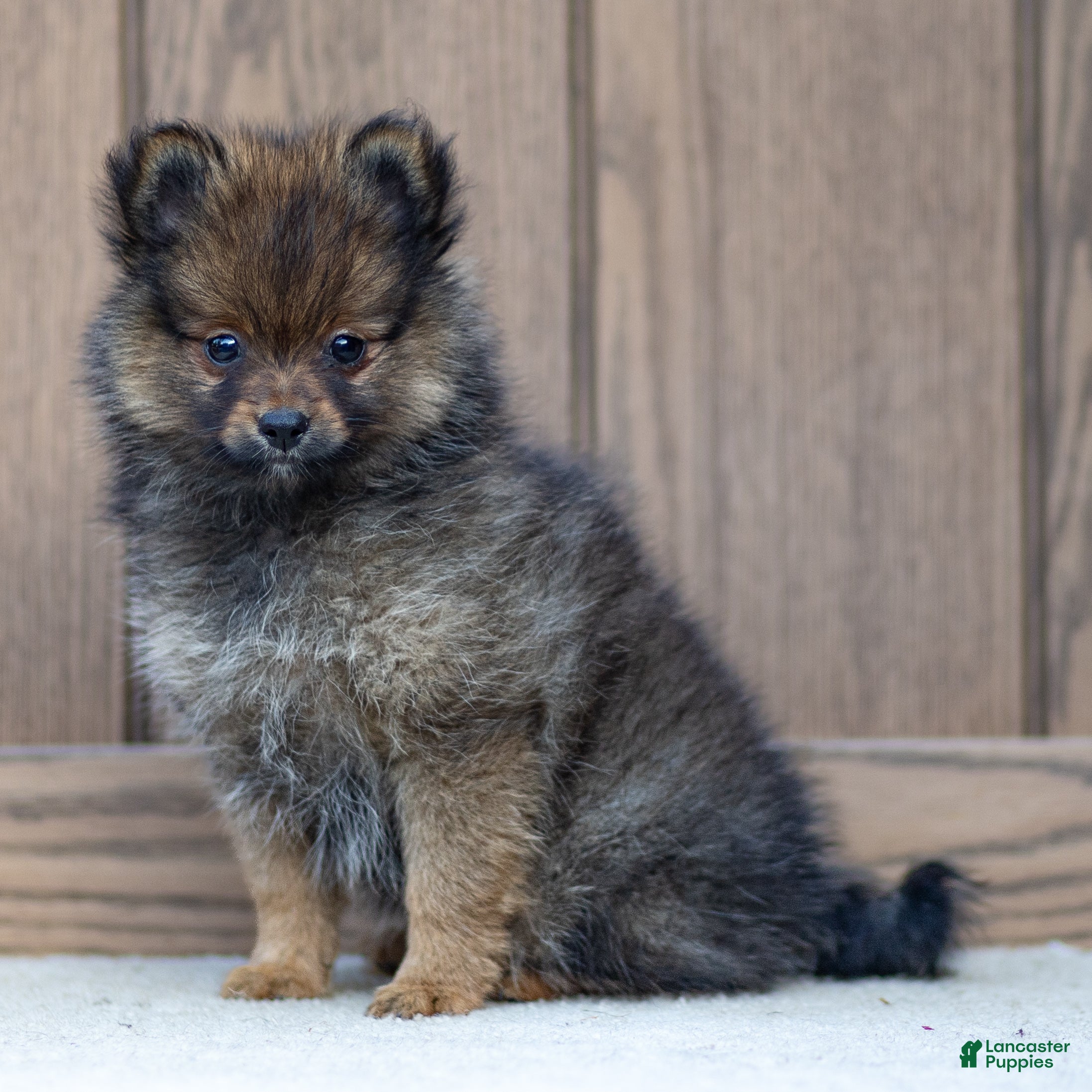 Pomeranian dogs Ava - Ad 1