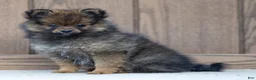 Pomeranian dogs for sale: Ava - Ad 1