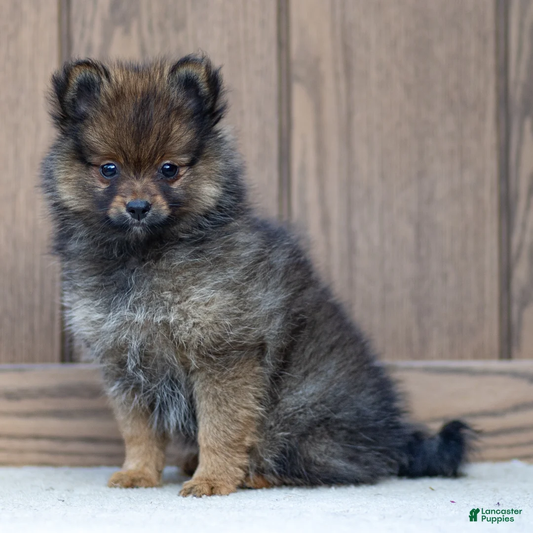 Pomeranian dogs for sale: Ava - Ad 1