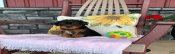 Yorkiepoo dogs for sale: Banjo - Ad 16