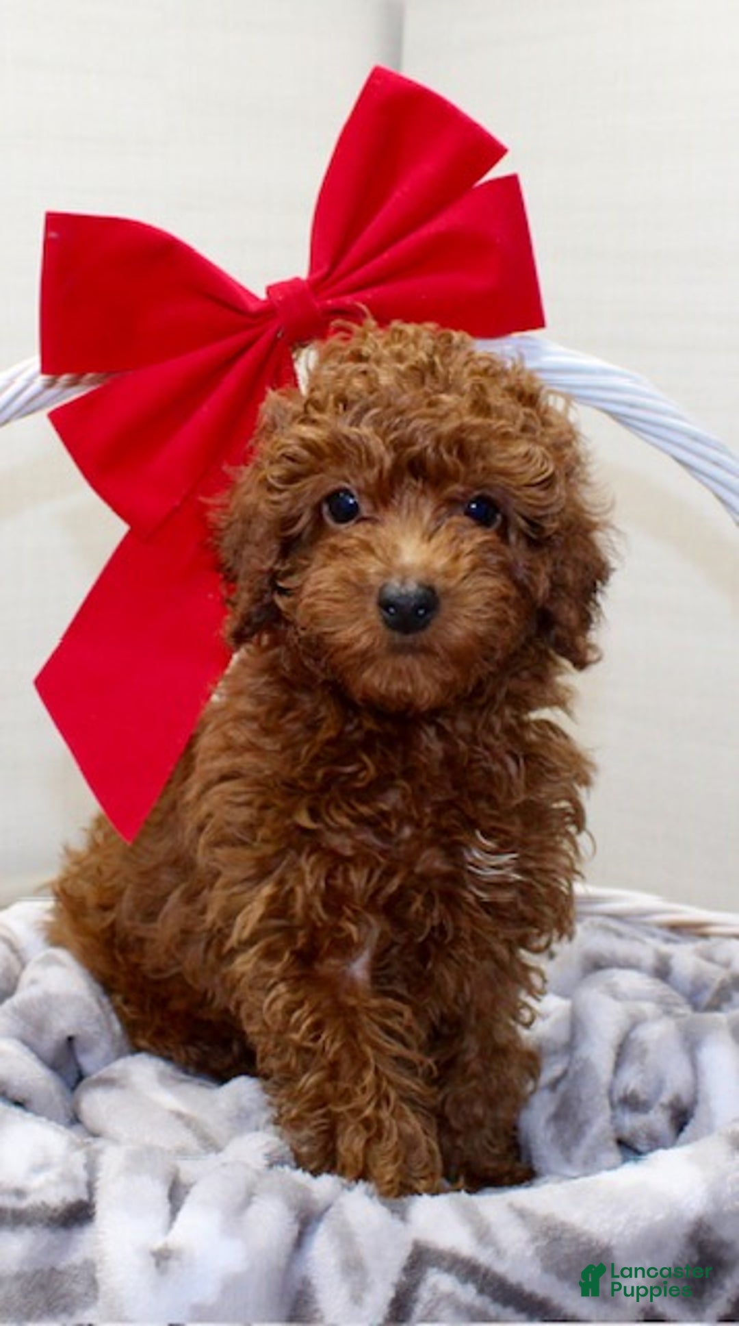 Miniature Poodle dogs for sale: Murphy - Ad 5