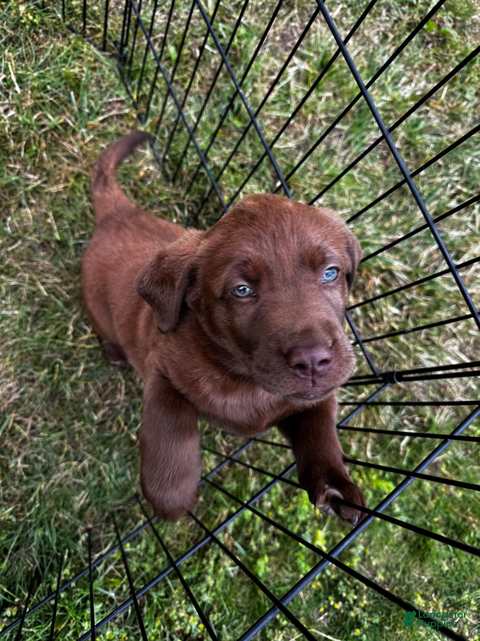 Labrador Retriever dogs Labrador Retriever 2 - Ad 2