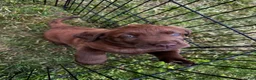 Labrador Retriever dogs for sale: Labrador Retriever 2 - Ad 2
