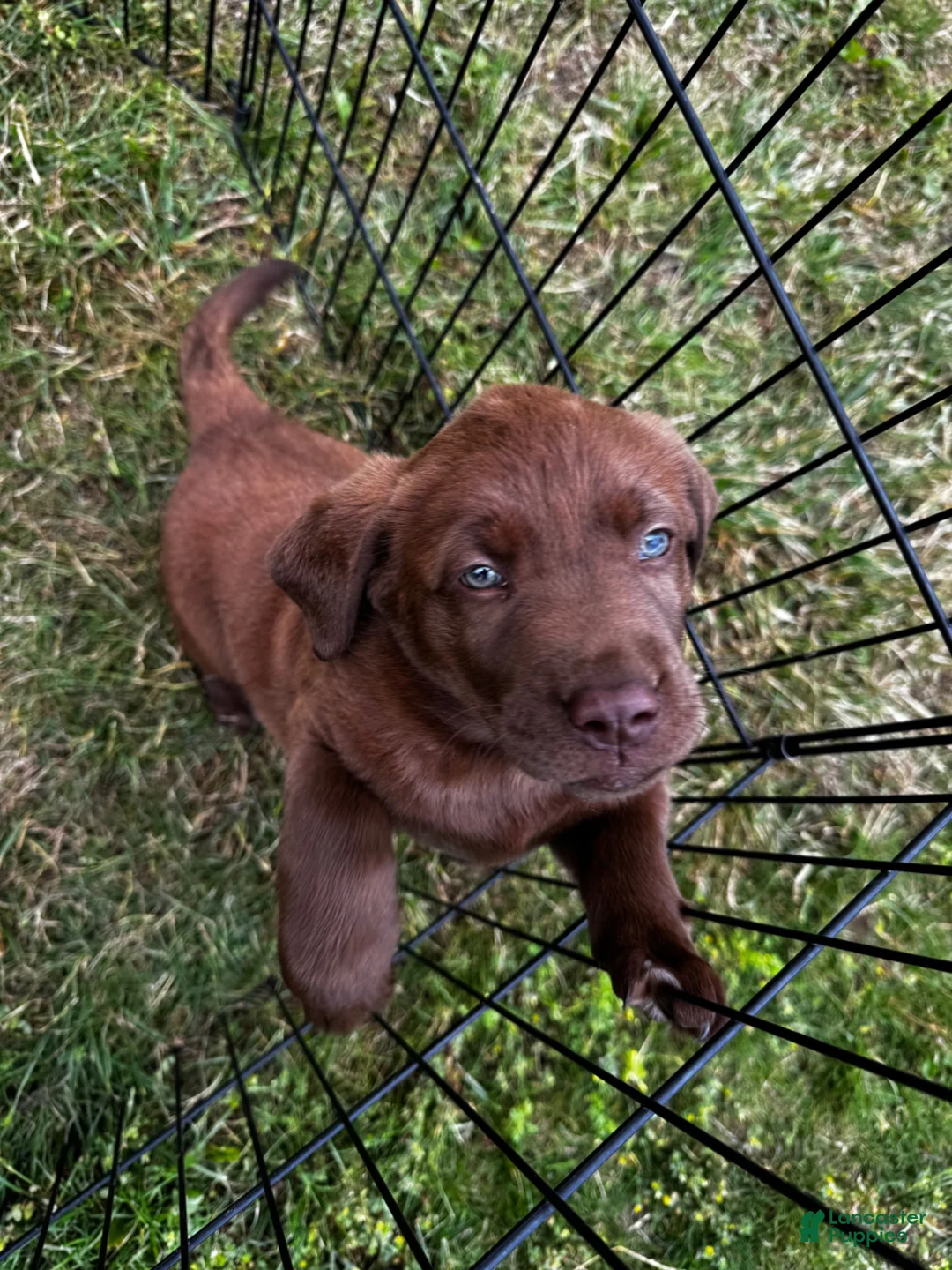 Labrador Retriever dogs for sale: Labrador Retriever 2 - Ad 2