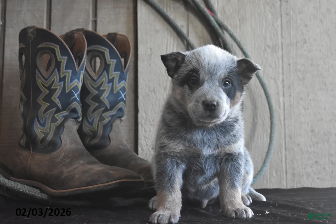 Australian Cattle Dog dogs for sale: Remington - Ad 2