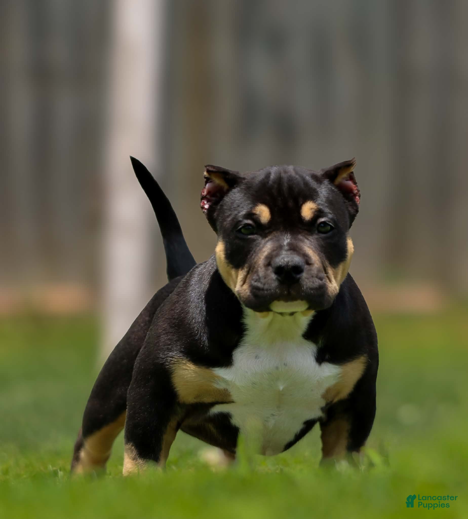 American Bully dogs American Bully 4 - Ad 42