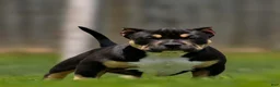 American Bully dogs for sale: American Bully 4 - Ad 1