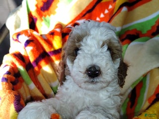 Mixed Breed dogs - Ad 4