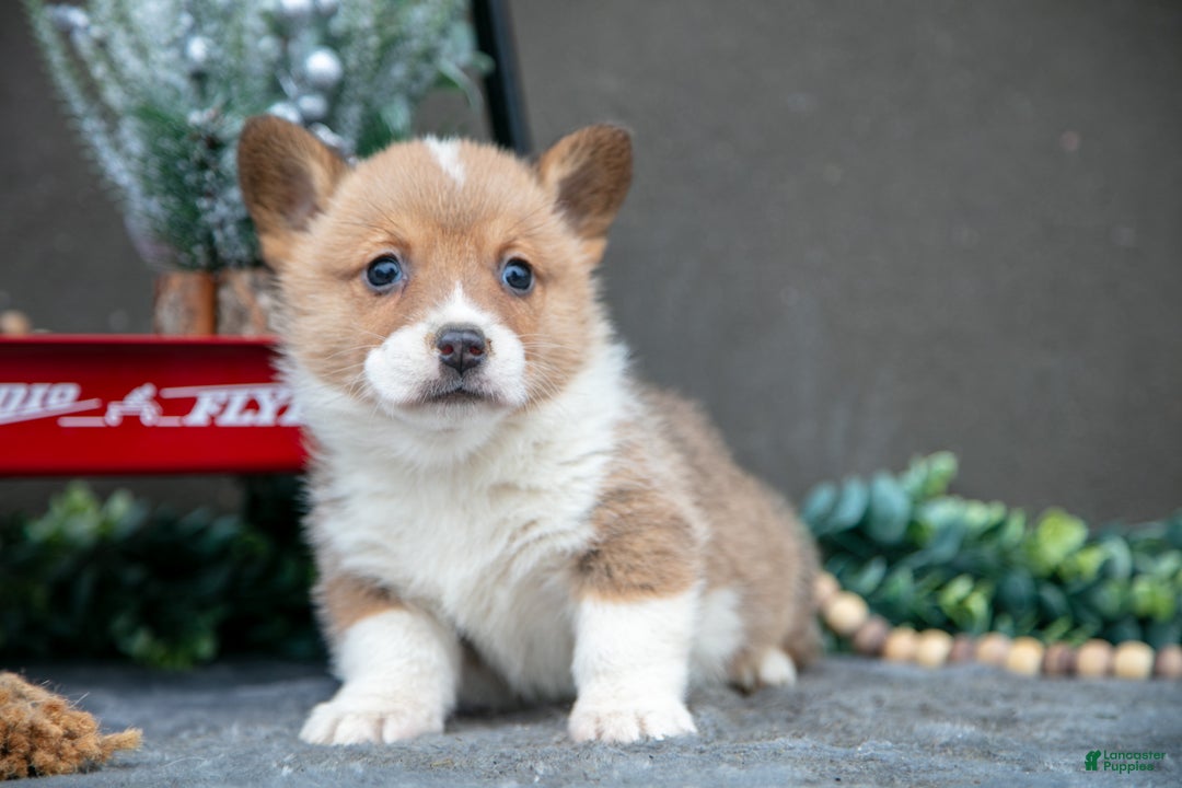 Welsh Corgi Pembroke dogs for sale: Colton - Ad 2