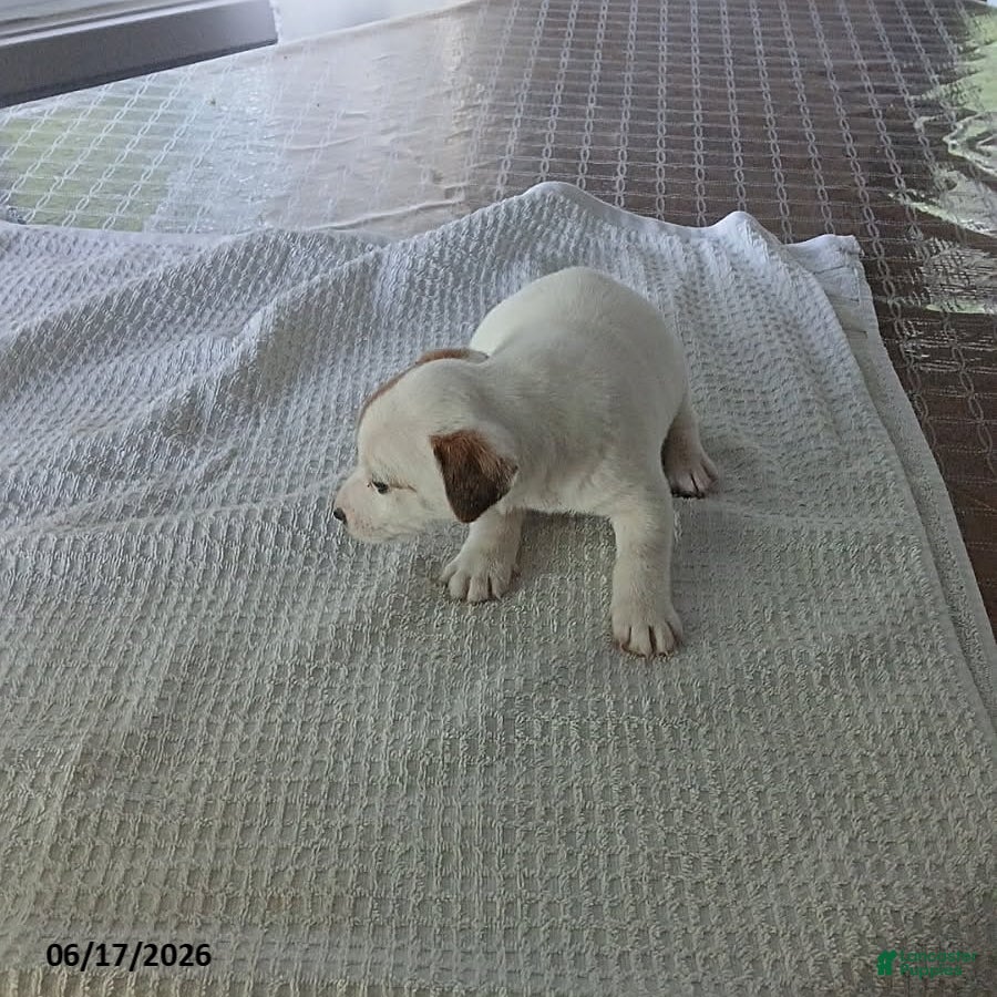 Jack Russell Terrier dogs Hank - Ad 21