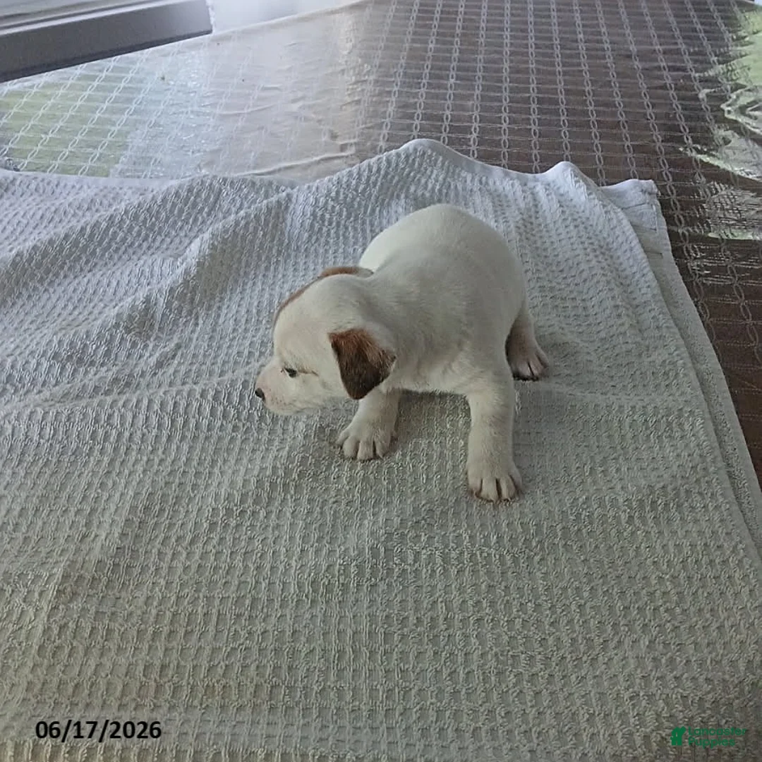 Jack Russell Terrier dogs for sale: Hank - Ad 1